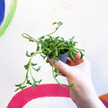 String of Dolphins - Senecio peregrinus - Sprouts of Bristol