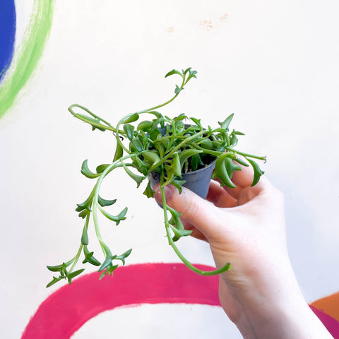 String of Dolphins - Senecio peregrinus - Sprouts of Bristol