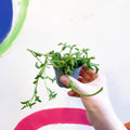 String of Dolphins - Senecio peregrinus - Sprouts of Bristol