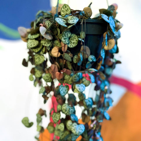 String of Hearts - Ceropegia woodii - Sprouts of Bristol