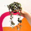 String of Hearts - Ceropegia woodii - Sprouts of Bristol