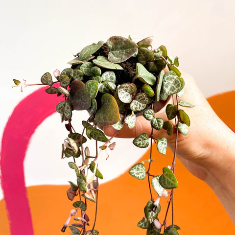 String of Hearts - Ceropegia woodii - Sprouts of Bristol
