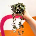String of Hearts - Ceropegia woodii - Sprouts of Bristol