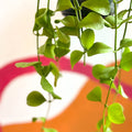 String of Nickles - Dischidia imbricata - Sprouts of Bristol