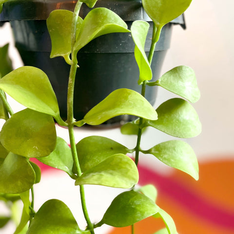 String of Nickles - Dischidia imbricata - Sprouts of Bristol