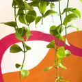 String of Nickles - Dischidia imbricata - Sprouts of Bristol