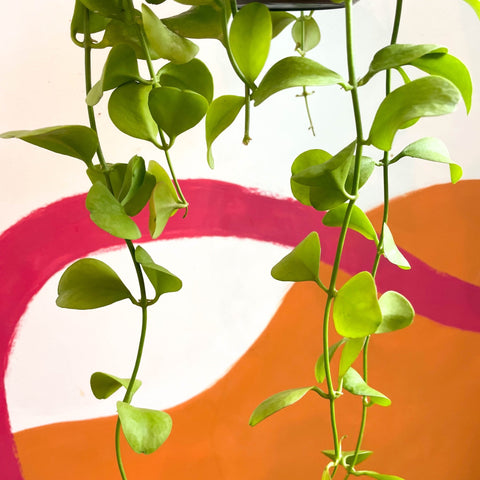 String of Nickles - Dischidia imbricata - Sprouts of Bristol