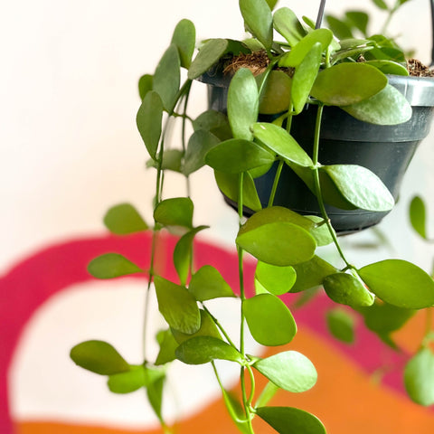 String of Nickles - Dischidia oiantha - Sprouts of Bristol