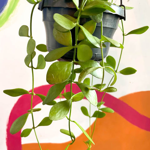 String of Nickles - Dischidia oiantha - Sprouts of Bristol