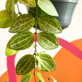 String of Nickles - Dischidia ovata 'Watermelon' - Sprouts of Bristol