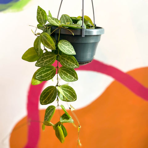 String of Nickles - Dischidia ovata 'Watermelon' - Sprouts of Bristol