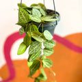 String of Nickles - Dischidia ovata 'Watermelon' - Sprouts of Bristol