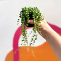 String of Pearls - Senecio rowleyanus - Sprouts of Bristol