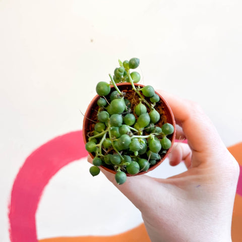 String of Pearls - Senecio rowleyanus - Sprouts of Bristol