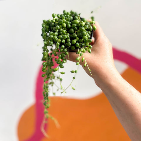String of Pearls - Senecio rowleyanus - Sprouts of Bristol