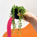 String of Pearls - Senecio rowleyanus - Sprouts of Bristol