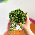 String of Pearls - Senecio rowleyanus - Sprouts of Bristol
