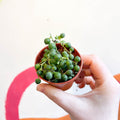 String of Pearls - Senecio rowleyanus - Sprouts of Bristol
