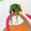 String of Pearls - Senecio rowleyanus - Sprouts of Bristol