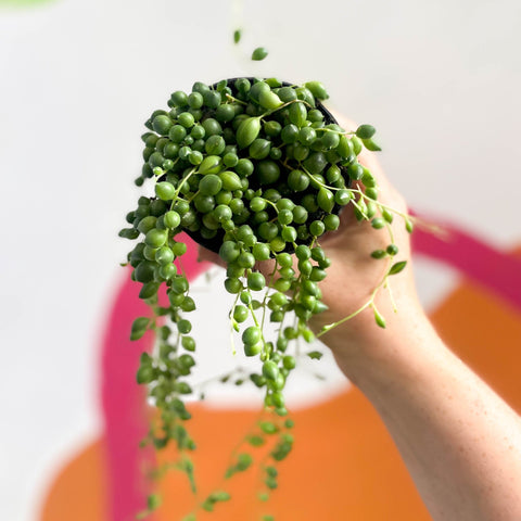 String of Pearls - Senecio rowleyanus - Sprouts of Bristol