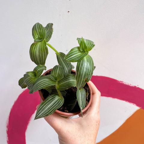 Striped Inch Plant - Callisia elegans - British Grown - Sprouts of Bristol