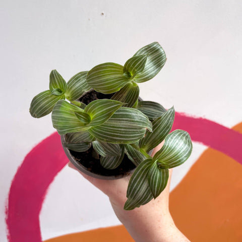 Striped Inch Plant - Callisia elegans - British Grown - Sprouts of Bristol