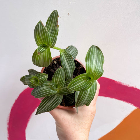 Striped Inch Plant - Callisia elegans - British Grown - Sprouts of Bristol