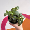 Striped Inch Plant - Callisia elegans - British Grown - Sprouts of Bristol