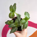 Striped Inch Plant - Callisia elegans - British Grown - Sprouts of Bristol