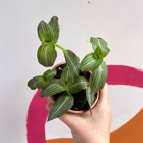 Striped Inch Plant - Callisia elegans - British Grown - Sprouts of Bristol