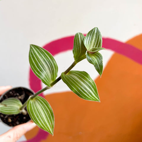 Striped Inch Plant - Callisia gentlei variegated elegans 'Tiana' - Sprouts Grown By Us - Sprouts of Bristol