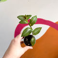 Striped Inch Plant - Callisia gentlei variegated elegans 'Tiana' - Sprouts Grown By Us - Sprouts of Bristol