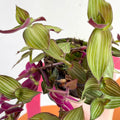 Striped Inch Plant - Callisia gentlei variegated elegans 'Tiana' - Welsh Grown - Sprouts of Bristol