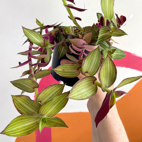 Striped Inch Plant - Callisia gentlei variegated elegans 'Tiana' - Welsh Grown - Sprouts of Bristol