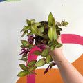 Striped Inch Plant - Callisia gentlei variegated elegans 'Tiana' - Welsh Grown - Sprouts of Bristol