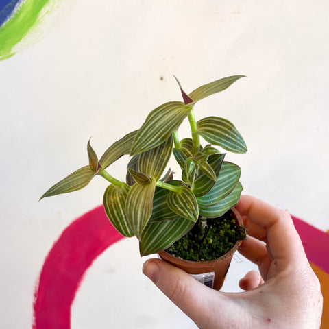 Striped Inch Plant - Callisia gentlei variegated elegans - Welsh Grown - Sprouts of Bristol