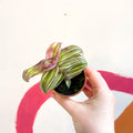 Striped Inch Plant - Callisia soconuscensis 'Variegata' - Welsh Grown - Sprouts of Bristol