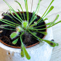Sundew - Drosera Nidiformis - Sprouts of Bristol