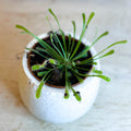 Sundew - Drosera Nidiformis - Sprouts of Bristol