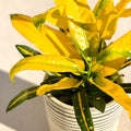 Sunny Star Croton - Codiaeum variegatum 'Sunny Star' - Sprouts of Bristol