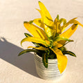 Sunny Star Croton - Codiaeum variegatum 'Sunny Star' - Sprouts of Bristol