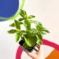 Sweet Basil - Ocimum basilicum 'Sweet Genovese' - Cotswolds Grown Culinary Herbs - Sprouts of Bristol