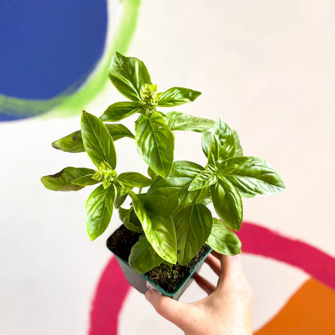Sweet Basil - Ocimum basilicum 'Sweet Genovese' - Cotswolds Grown Culinary Herbs - Sprouts of Bristol