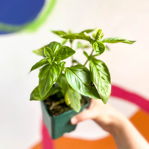 Sweet Basil - Ocimum basilicum 'Sweet Genovese' - Cotswolds Grown Culinary Herbs - Sprouts of Bristol