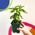 Sweet Basil - Ocimum basilicum 'Sweet Genovese' - Cotswolds Grown Culinary Herbs - Sprouts of Bristol