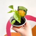 Sweet Pepper - Capsicum annuum 'Fiesta' - British Grown - Sprouts of Bristol