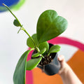 Sweetheart Plant - Hoya kerrii - Sprouts of Bristol