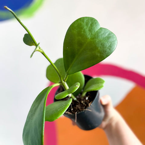 Sweetheart Plant - Hoya kerrii - Sprouts of Bristol