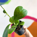 Sweetheart Plant - Hoya kerrii - Sprouts of Bristol