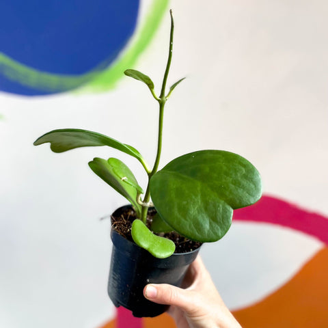 Sweetheart Plant - Hoya kerrii - Sprouts of Bristol